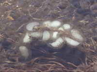 �����E���`�́C�T���V���E�E�I�̗������āB